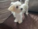 Bichon kiskutya