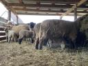 60 anya birka bárányokkal eladó