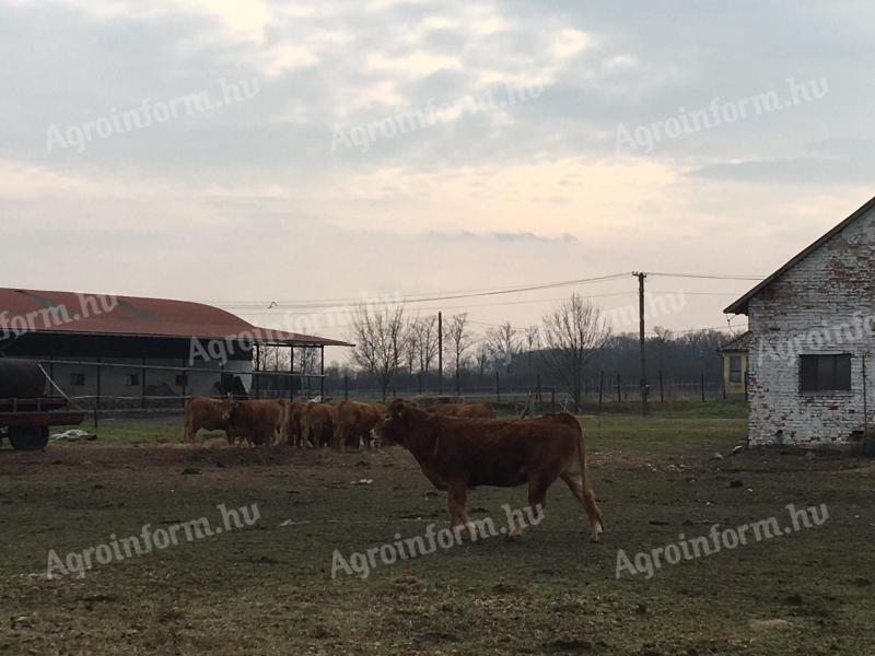 Limousin tehén (pedigrés,  vemhes) eladó