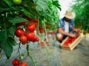 Paradicsom Paprika és Uborka palánta (15 fajta) Őstermelőtől Fóton vegyszermentesen