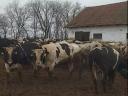 HF hízóbikák eladók