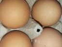 Friss házi tojás