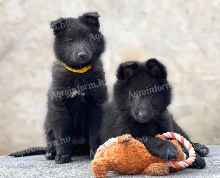 Groenendael - Fekete Belga juhász kiskutyák