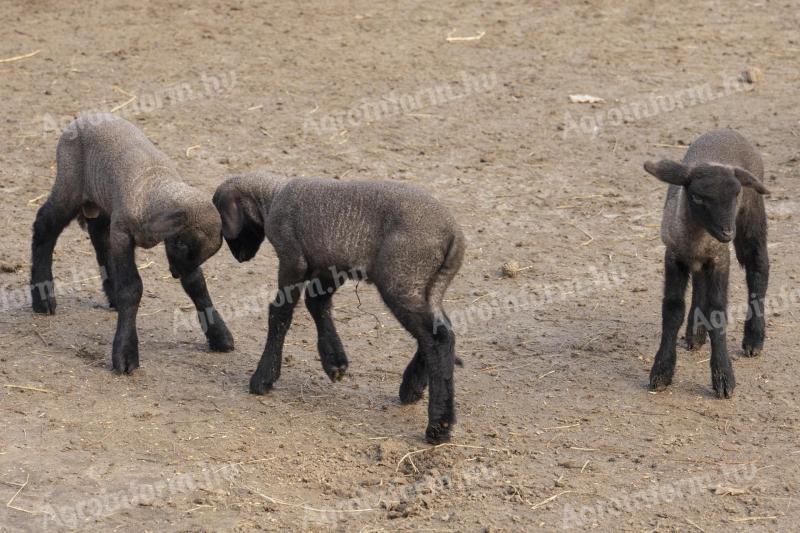 Fejér/Pest megye. Merino,  Cigaja,  vagy Suffolk jellegü bárányokat vennék