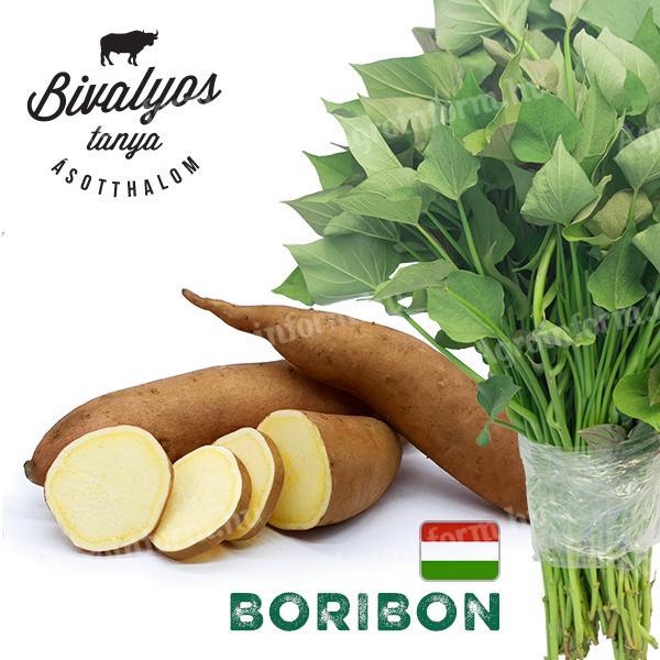 Boribon batáta palánta (édesburgonya dugvány)