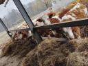 Magyartarka húshasznú szarvasmarhák eladók