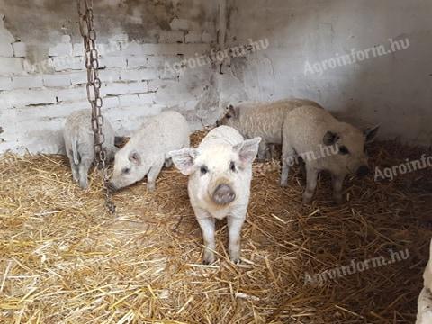 Szőke mangalica malac