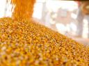 Takarmány kukorica száritott,  tisztitott 2021év