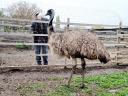 Emu tojó eladó