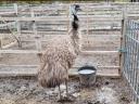 Emu tojó eladó