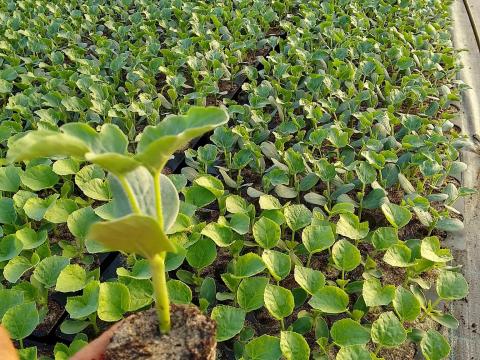 Dinnye Pal nta Piact r Agroinform hu dinnye-pal-nta-piact-r-agroinform-hu