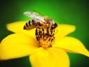 Méhcsaládok Hunor kereten eladók