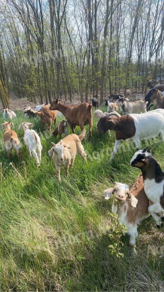 Akció! ENAR regisztrált alpesi-búr keverék kecskék eladók