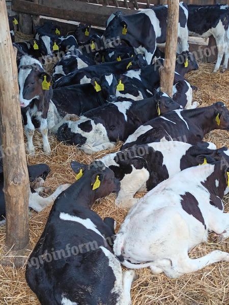 Holstein választási bika borjak,  borjak folyamatosan eladók