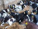 Holstein választási bika borjak,  borjú folyamatosan eladó