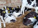 Holstein választási bika borjak,  borjú folyamatosan eladó