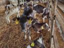 Holstein-fríz pedigrés üszőket keresek legmagasabb napi áron