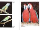 Papagájok (tartás,  tenyésztés,  fajok,  könyv