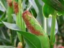 KWS GIRO (FAO 450-500) kukorica vetőmag