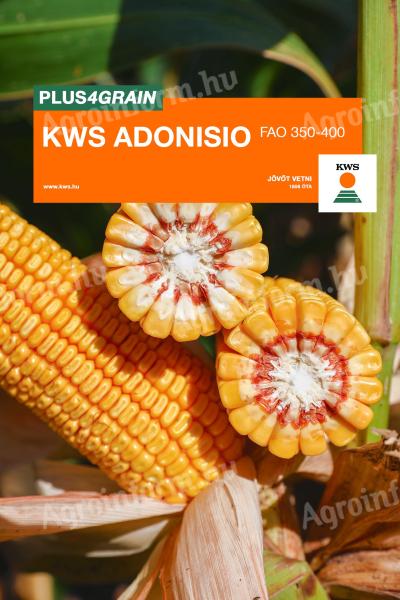 KWS ADONISIO (FAO 350-400) kukorica vetőmag