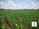 KWS ADONISIO (FAO 350-400) kukorica vetőmag