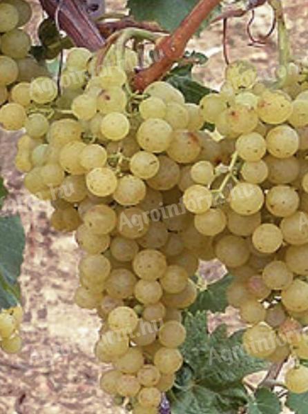 Irsai Olivér szőlő eladó BB területről