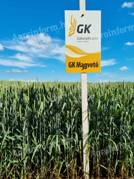 GK Magvető | Őszi búza vetőmag a Gabonakutatótól | korai érésű | tar kalászú | A2–A1