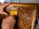 Méhész képzés Biatorbágyon-Képesítő bizonyítvány ! Vizsga augusztusban
