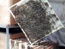 Méhész képzés Biatorbágyon-Képesítő bizonyítvány ! Vizsga augusztusban