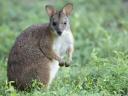 Törpe kenguru legényke máshol ugrálna