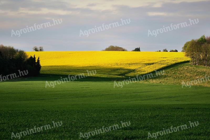 Hódmezővásárhelyen 1,7 ha szántóföld eladó