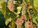 Balatonfüred - csopaki Olasz rizling borszőlő eladó
