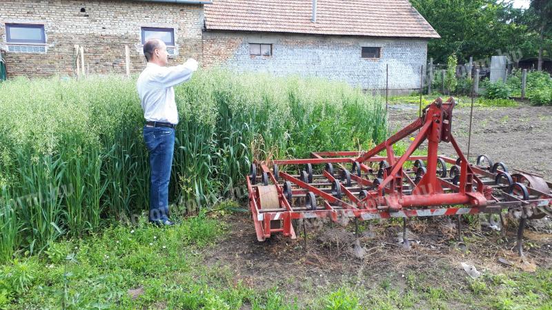 Őszi zab vetőmag eladó