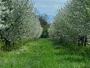 4,5 hektár gyümölcsös (meggy) és erdő eladó Balkányban