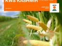 KWS KASHMIR (FAO 350-400) kukorica vetőmag