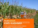 KWS KASHMIR (FAO 350-400) kukorica vetőmag