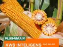 KWS INTELIGENS (FAO 400-450) kukorica vetőmag