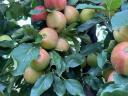 Étkezési alma / ipari alma