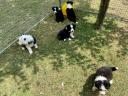 Border Collie fajta tiszta kölykök eladók