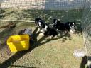 Border Collie fajta tiszta kölykök eladók