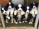 Border Collie fajtájú tiszta kölykök eladók