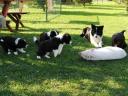 Border Collie fajtájú tiszta kölykök eladók