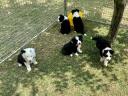 Border Collie fajtájú tiszta kölykök eladók