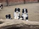 Border Collie fajtájú tiszta kölykök eladók