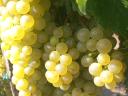 Furmint,  hárslevelű minőségi borszőlő eladó Szerencsen