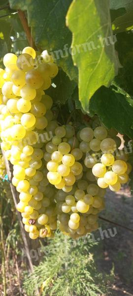 Furmint,  hárslevelű minőségi borszőlő eladó Szerencsen