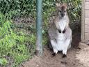 Walaby fiatal kenguru pár eladó