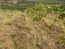 Irsai Olivér szőlő ültetvény ELADÓ