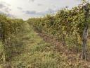 Irsai Olivér szőlő ültetvény ELADÓ