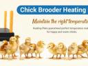Eladó új csirke melegítő - Infratyúk - Fűtőpanel csibék számára MS-30x40